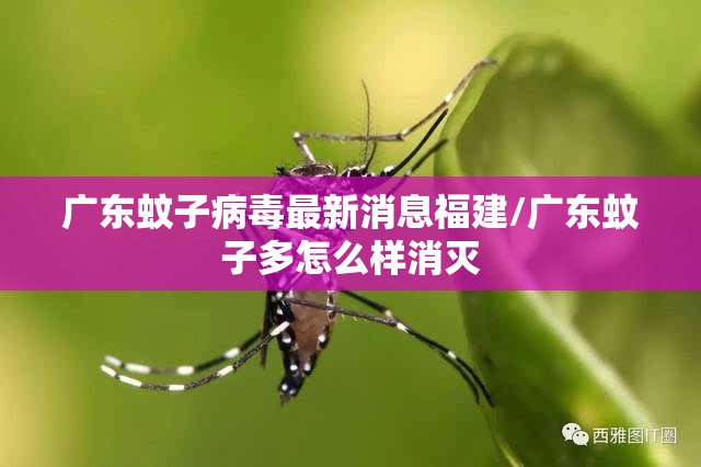广东蚊子病毒最新消息福建/广东蚊子多怎么样消灭