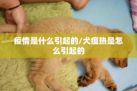 疫情是什么引起的/犬瘟热是怎么引起的