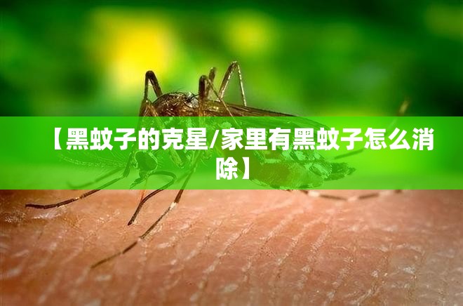 【黑蚊子的克星/家里有黑蚊子怎么消除】