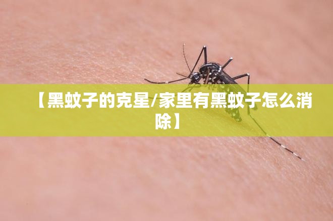 【黑蚊子的克星/家里有黑蚊子怎么消除】
