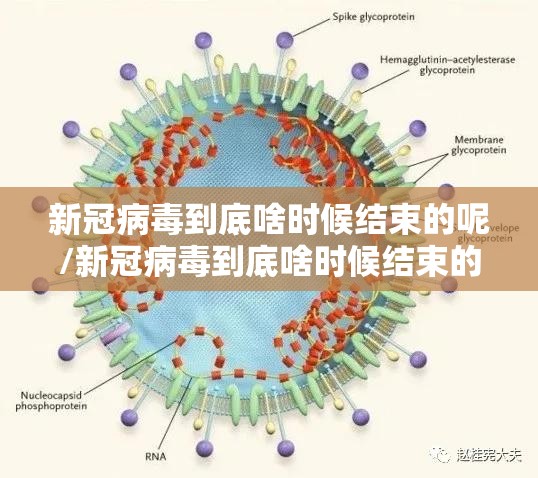 新冠病毒到底啥时候结束的呢/新冠病毒到底啥时候结束的