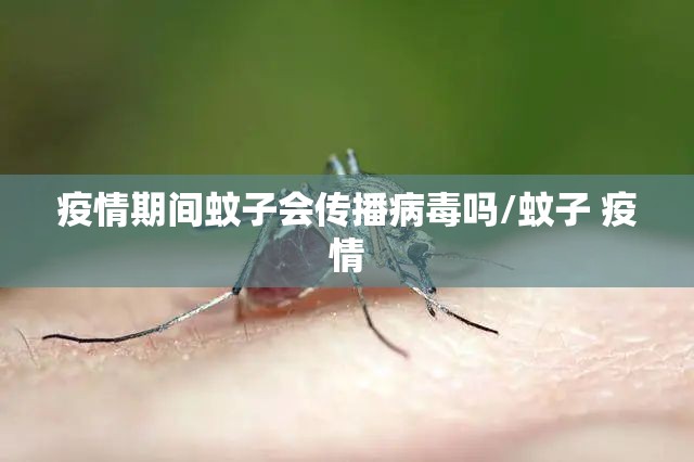疫情期间蚊子会传播病毒吗/蚊子 疫情