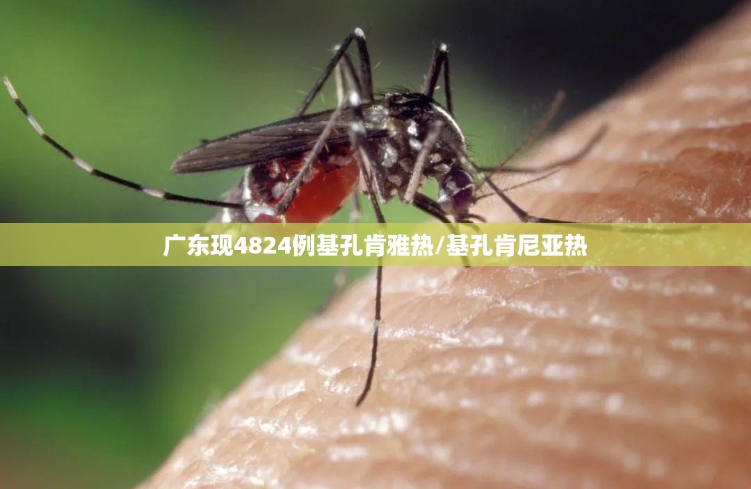 广东现4824例基孔肯雅热/基孔肯尼亚热