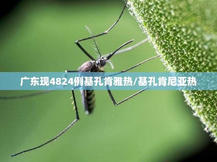广东现4824例基孔肯雅热/基孔肯尼亚热