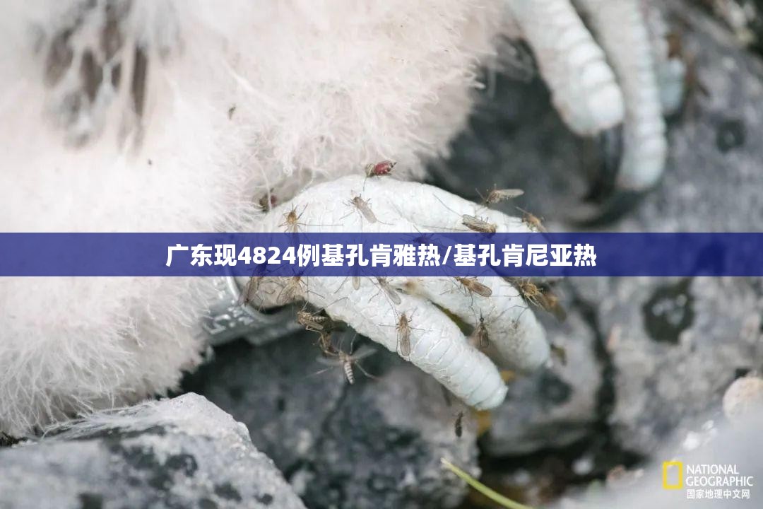 广东现4824例基孔肯雅热/基孔肯尼亚热