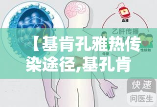 【基肯孔雅热传染途径,基孔肯尼亚病毒怎么治疗】