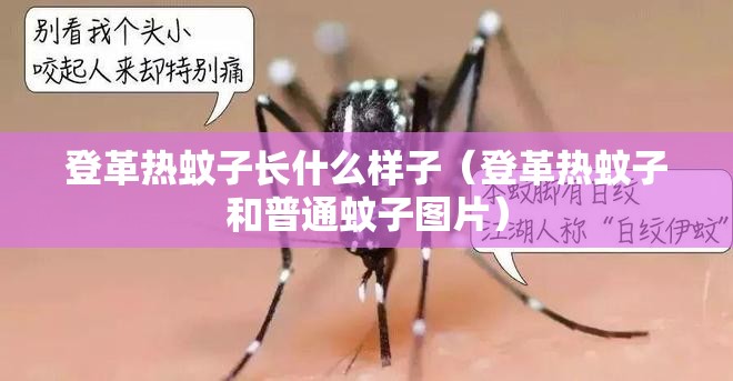 登革热蚊子长什么样子（登革热蚊子和普通蚊子图片）