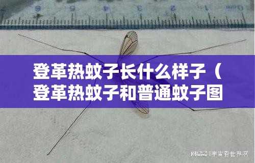 登革热蚊子长什么样子（登革热蚊子和普通蚊子图片）