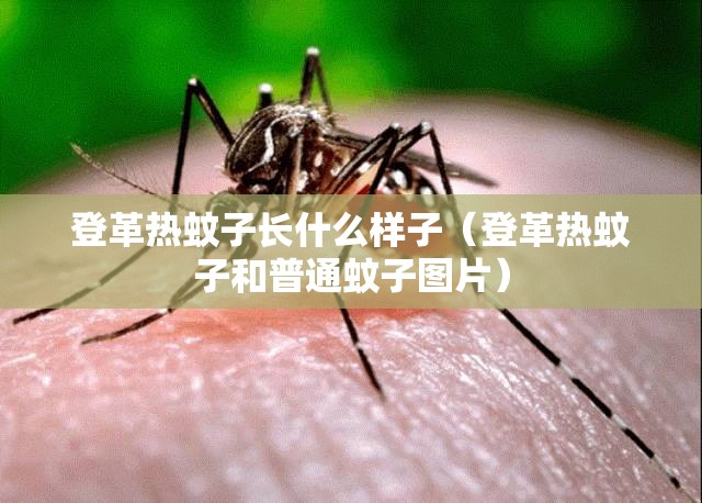 登革热蚊子长什么样子（登革热蚊子和普通蚊子图片）