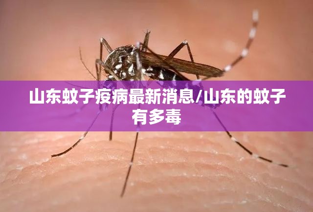 山东蚊子疫病最新消息/山东的蚊子有多毒