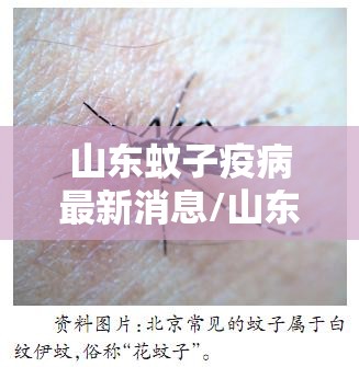 山东蚊子疫病最新消息/山东的蚊子有多毒