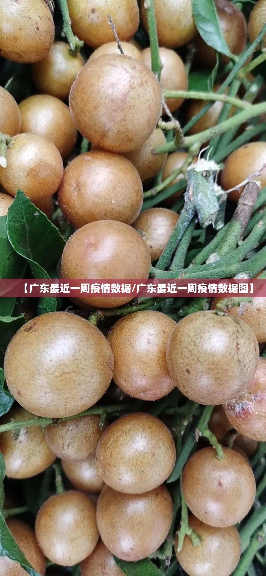 【广东最近一周疫情数据/广东最近一周疫情数据图】