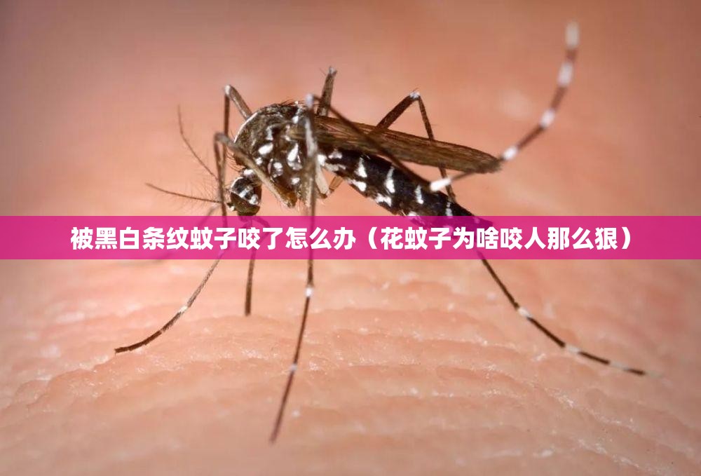 被黑白条纹蚊子咬了怎么办（花蚊子为啥咬人那么狠）