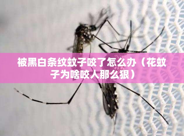 被黑白条纹蚊子咬了怎么办（花蚊子为啥咬人那么狠）