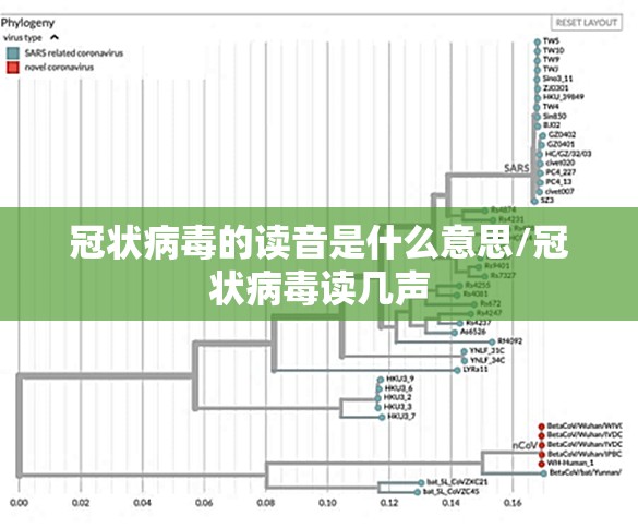 冠状病毒的读音是什么意思/冠状病毒读几声