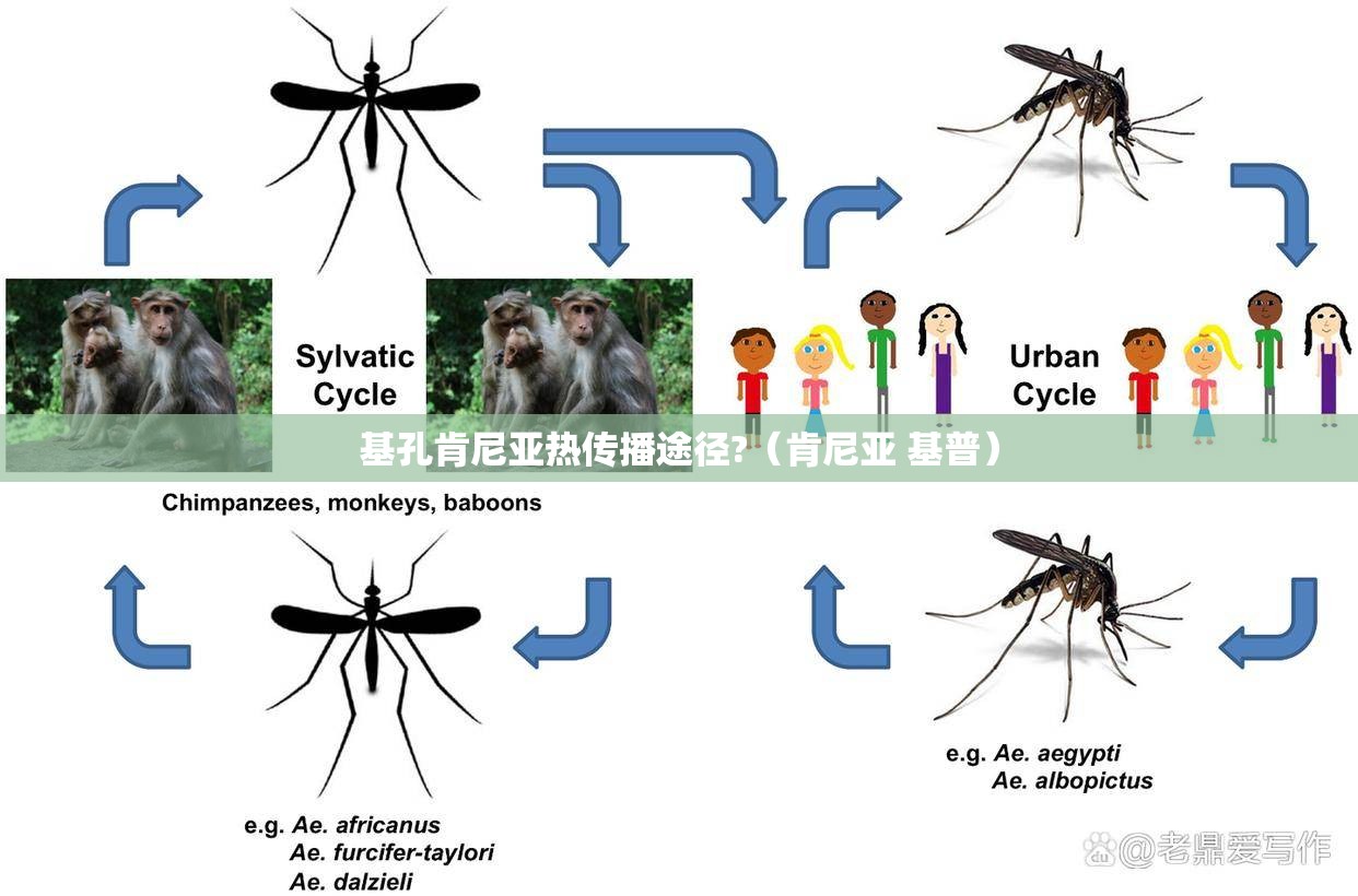 基孔肯尼亚热传播途径?（肯尼亚 基普）