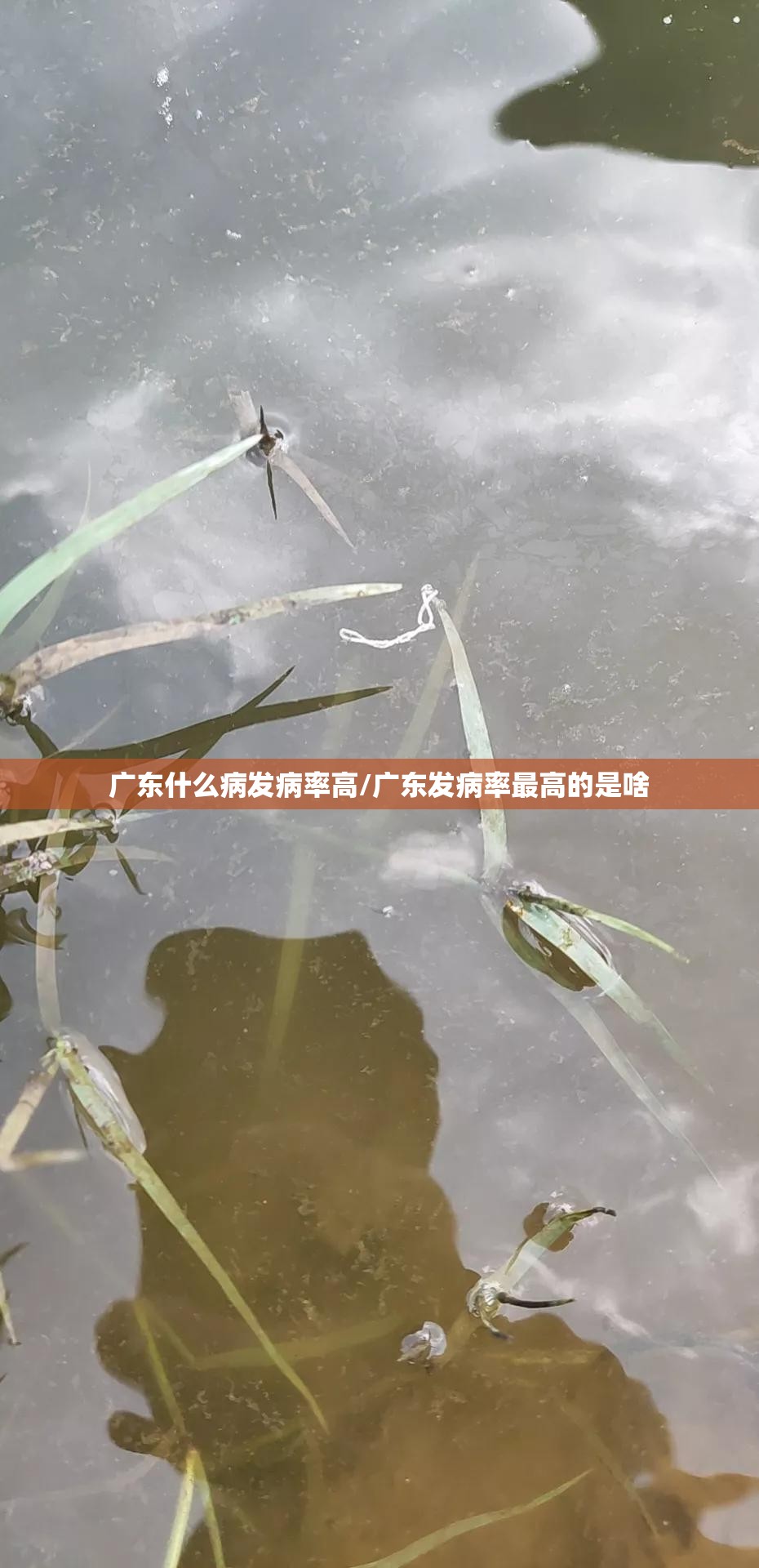 广东什么病发病率高/广东发病率最高的是啥