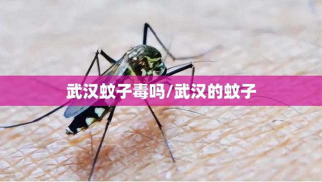 武汉蚊子毒吗/武汉的蚊子