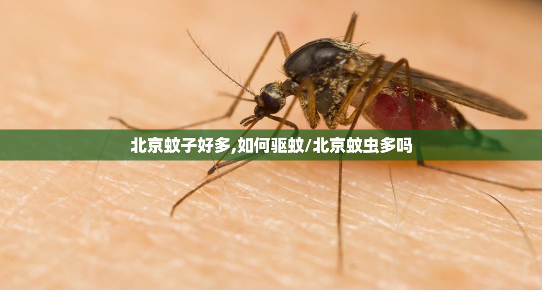 北京蚊子好多,如何驱蚊/北京蚊虫多吗