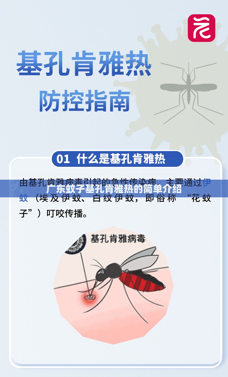 广东蚊子基孔肯雅热的简单介绍