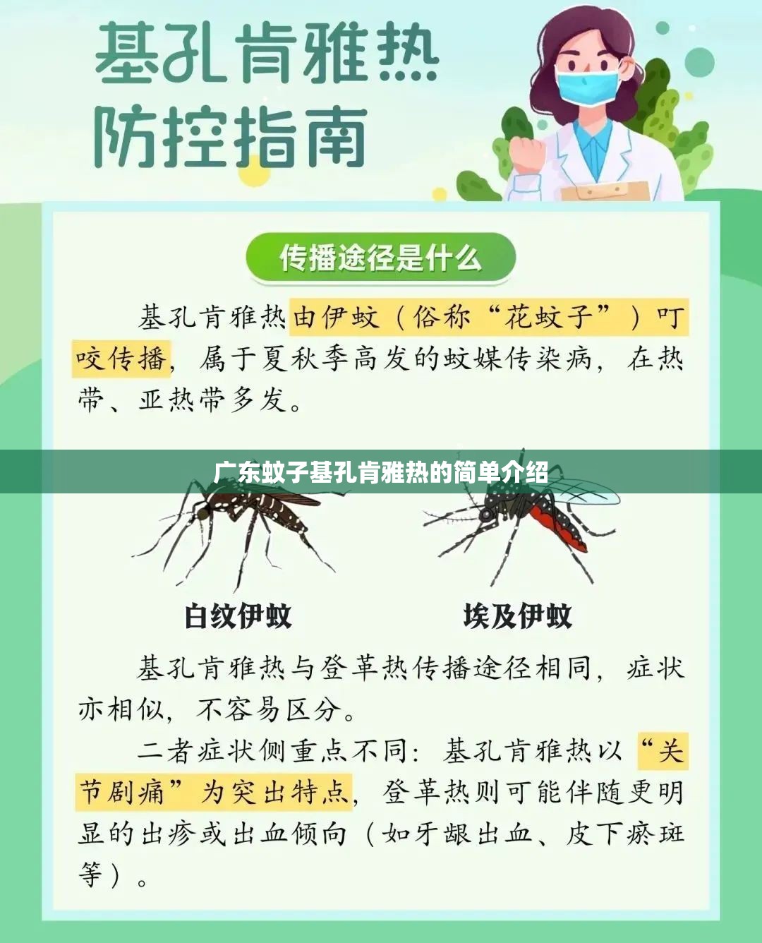 广东蚊子基孔肯雅热的简单介绍