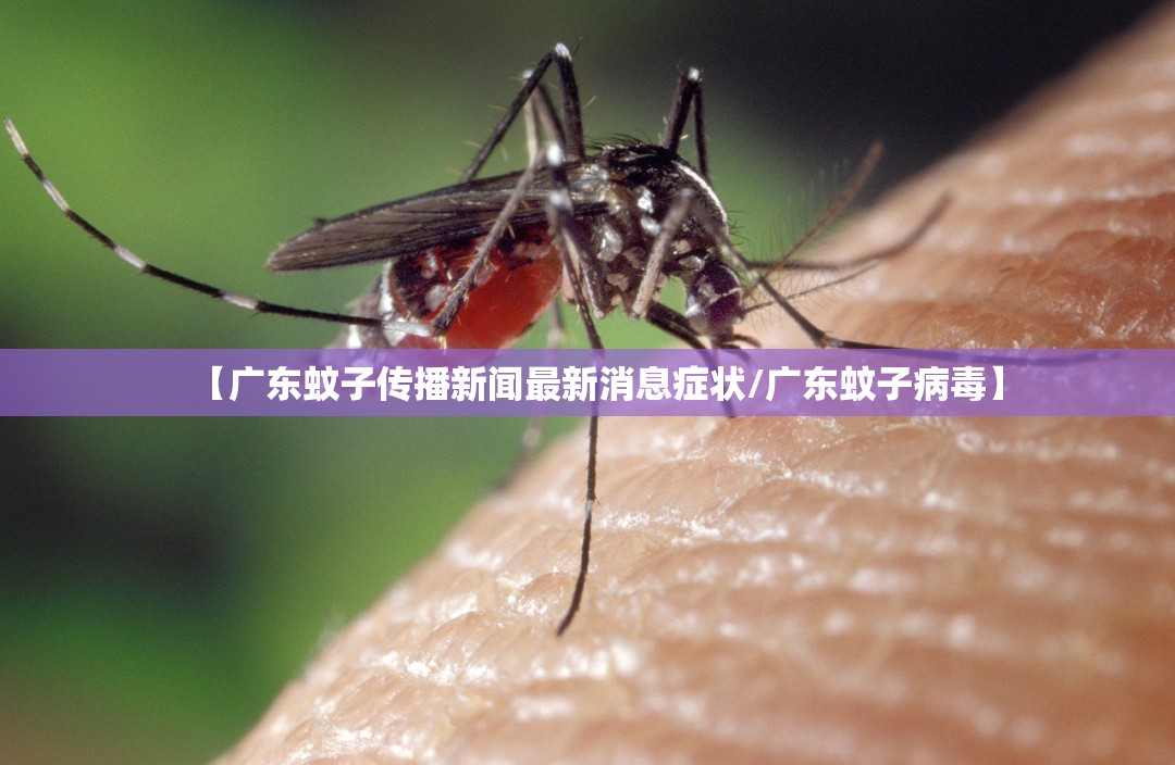 【广东蚊子传播新闻最新消息症状/广东蚊子病毒】
