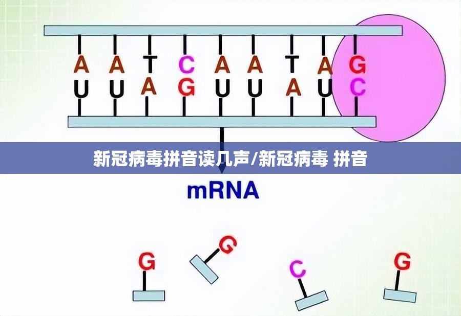 新冠病毒拼音读几声/新冠病毒 拼音