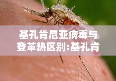 基孔肯尼亚病毒与登革热区别:基孔肯尼亚病毒图片