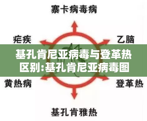 基孔肯尼亚病毒与登革热区别:基孔肯尼亚病毒图片