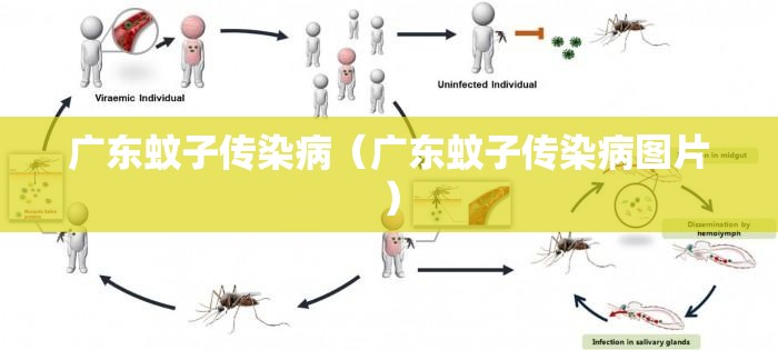 广东蚊子传染病（广东蚊子传染病图片）