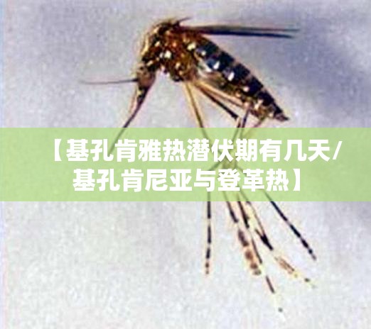 【基孔肯雅热潜伏期有几天/基孔肯尼亚与登革热】
