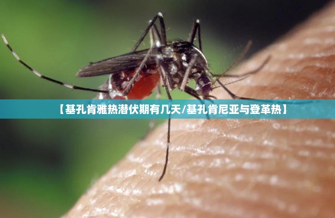 【基孔肯雅热潜伏期有几天/基孔肯尼亚与登革热】