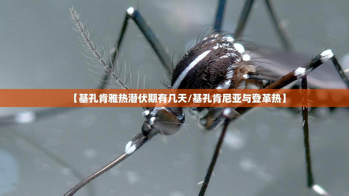【基孔肯雅热潜伏期有几天/基孔肯尼亚与登革热】