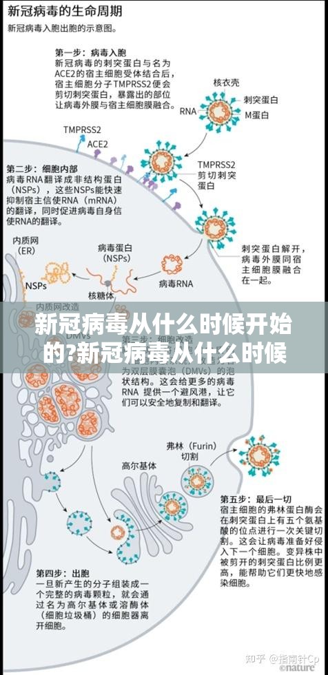 新冠病毒从什么时候开始的?新冠病毒从什么时候开始的具体时间