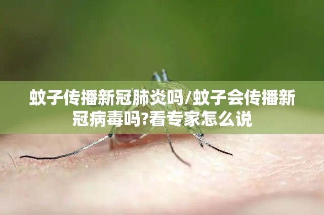 蚊子传播新冠肺炎吗/蚊子会传播新冠病毒吗?看专家怎么说