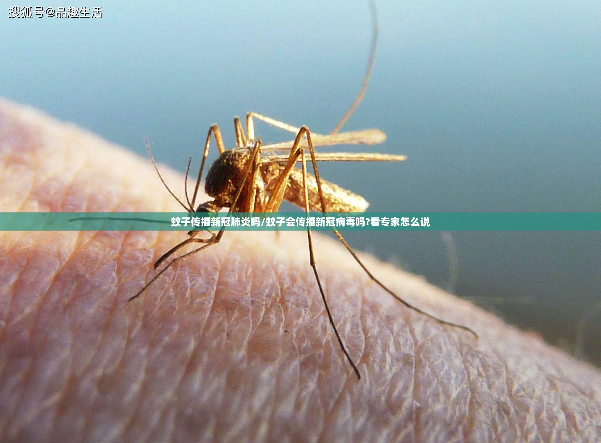 蚊子传播新冠肺炎吗/蚊子会传播新冠病毒吗?看专家怎么说