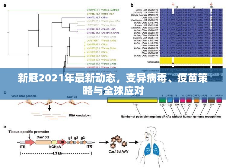 新冠2021年最新动态，变异病毒、疫苗策略与全球应对