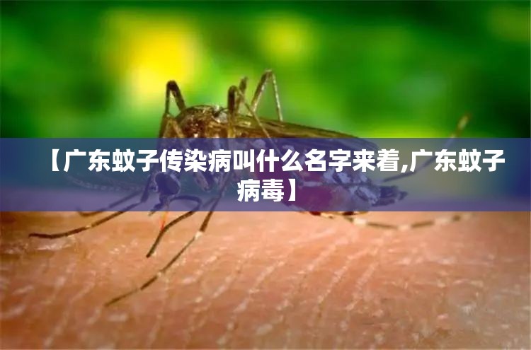 【广东蚊子传染病叫什么名字来着,广东蚊子病毒】