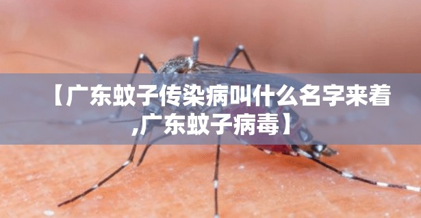 【广东蚊子传染病叫什么名字来着,广东蚊子病毒】