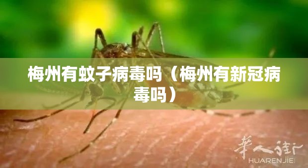 梅州有蚊子病毒吗（梅州有新冠病毒吗）
