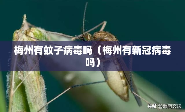 梅州有蚊子病毒吗（梅州有新冠病毒吗）