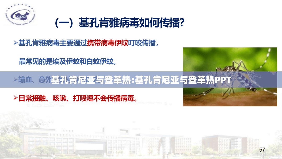 基孔肯尼亚与登革热:基孔肯尼亚与登革热PPT