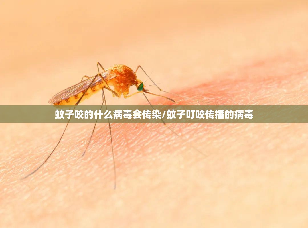 蚊子咬的什么病毒会传染/蚊子叮咬传播的病毒