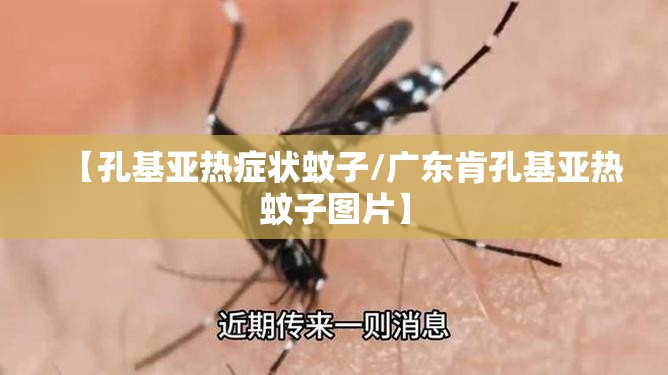 【孔基亚热症状蚊子/广东肯孔基亚热蚊子图片】