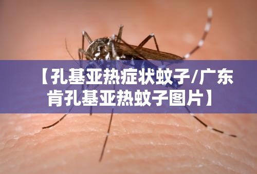 【孔基亚热症状蚊子/广东肯孔基亚热蚊子图片】