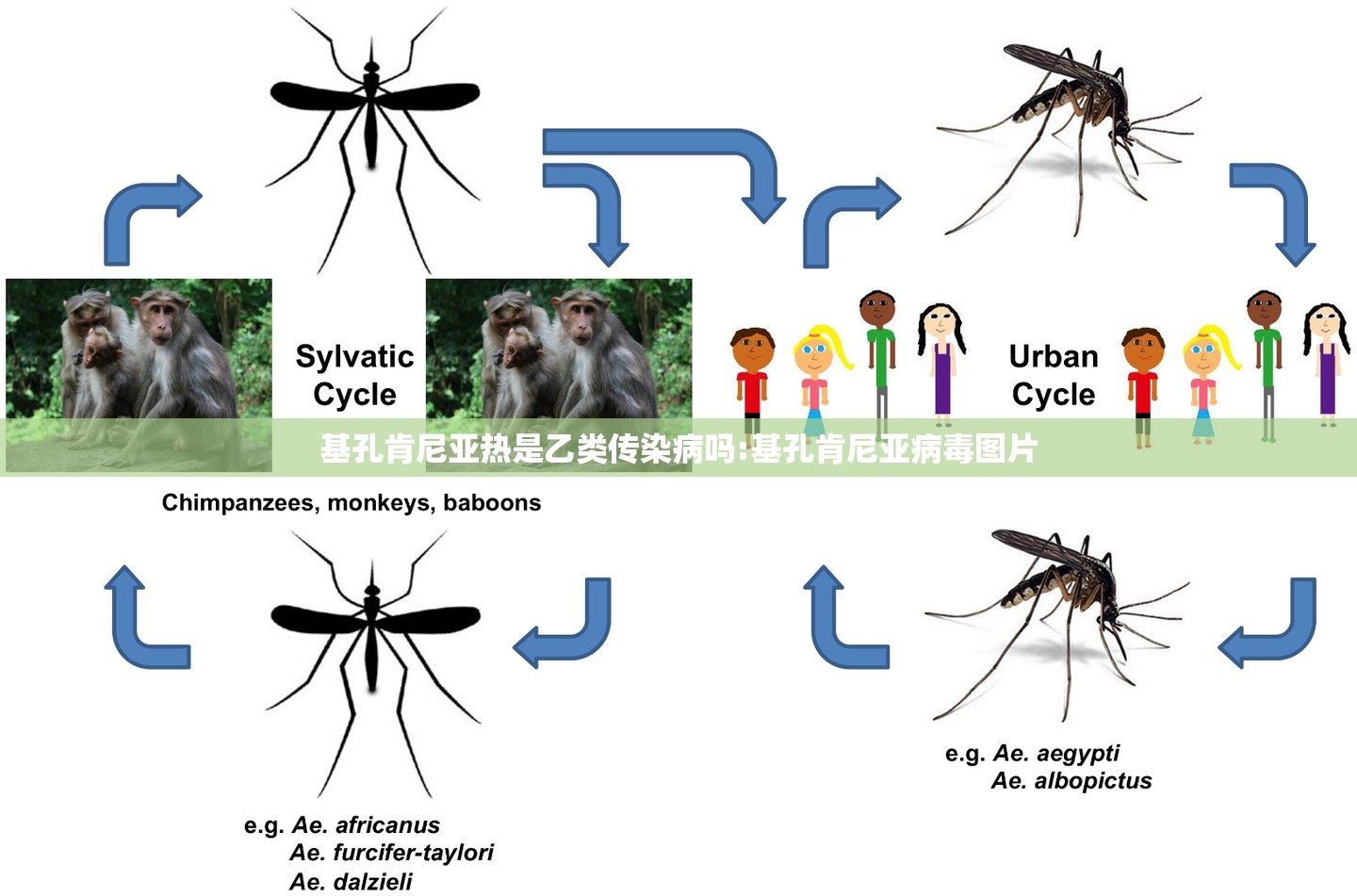 基孔肯尼亚热是乙类传染病吗:基孔肯尼亚病毒图片