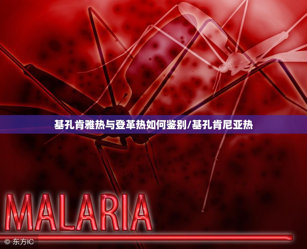 基孔肯雅热与登革热如何鉴别/基孔肯尼亚热