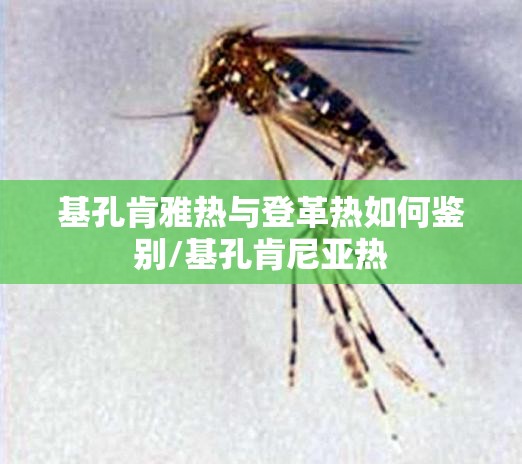 基孔肯雅热与登革热如何鉴别/基孔肯尼亚热