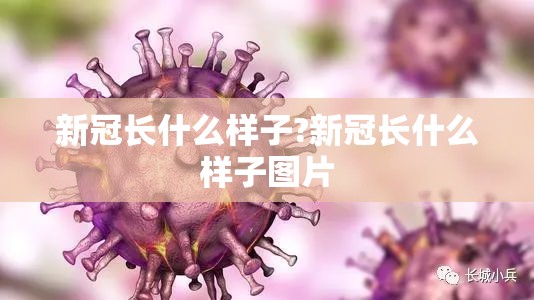 新冠长什么样子?新冠长什么样子图片