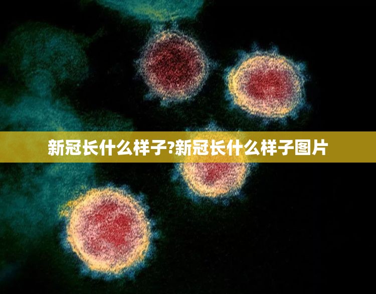 新冠长什么样子?新冠长什么样子图片